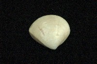 藏品(普通文蛤)的圖片